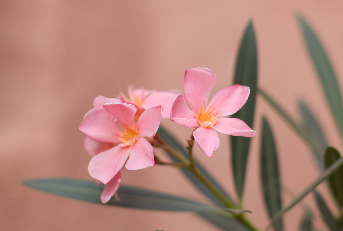 pink flowers