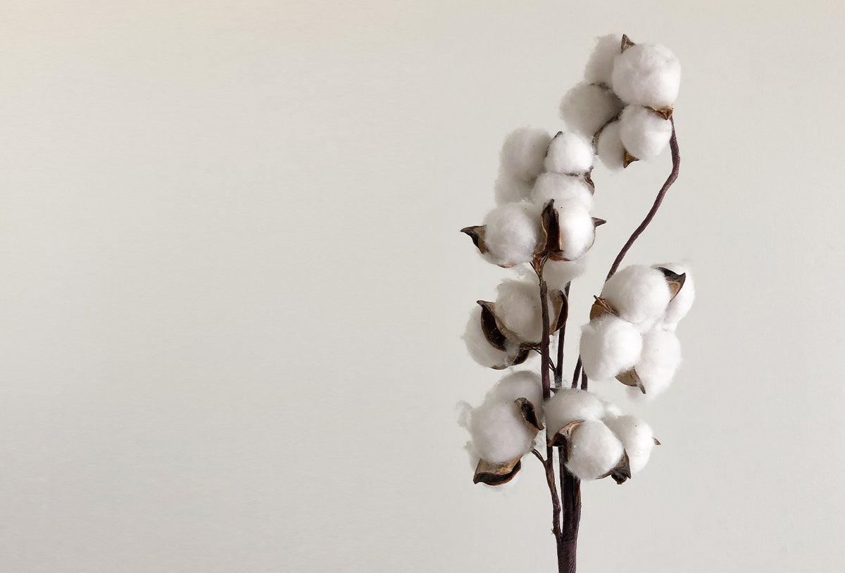 A image of a cotton branch with fluffy white bolls against a plain light background.