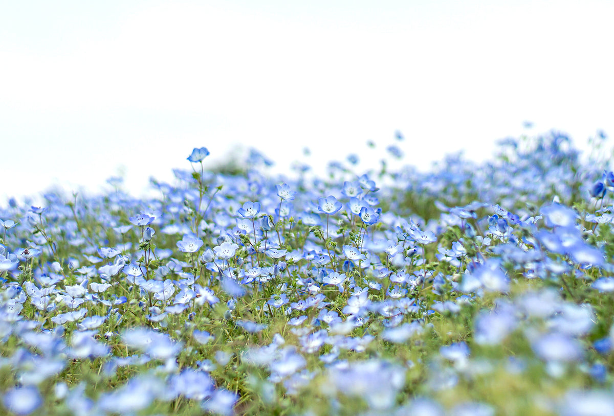 blue flowers in grass