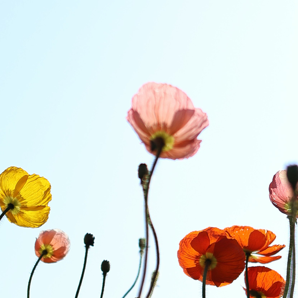 The Curated Garden: Books & Podcasts