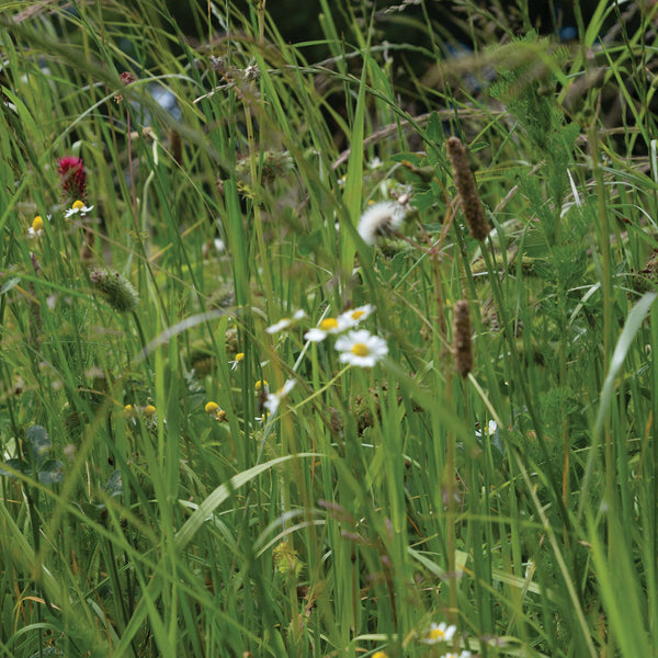 Organic September | We Feed The UK
