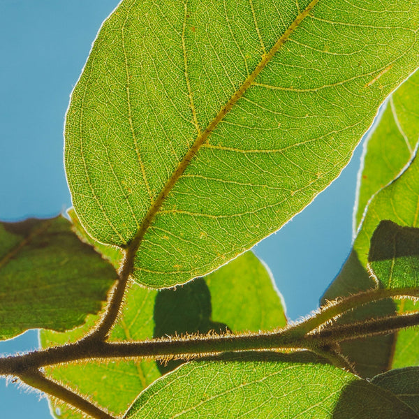 Earth Day | Exhibitions to See