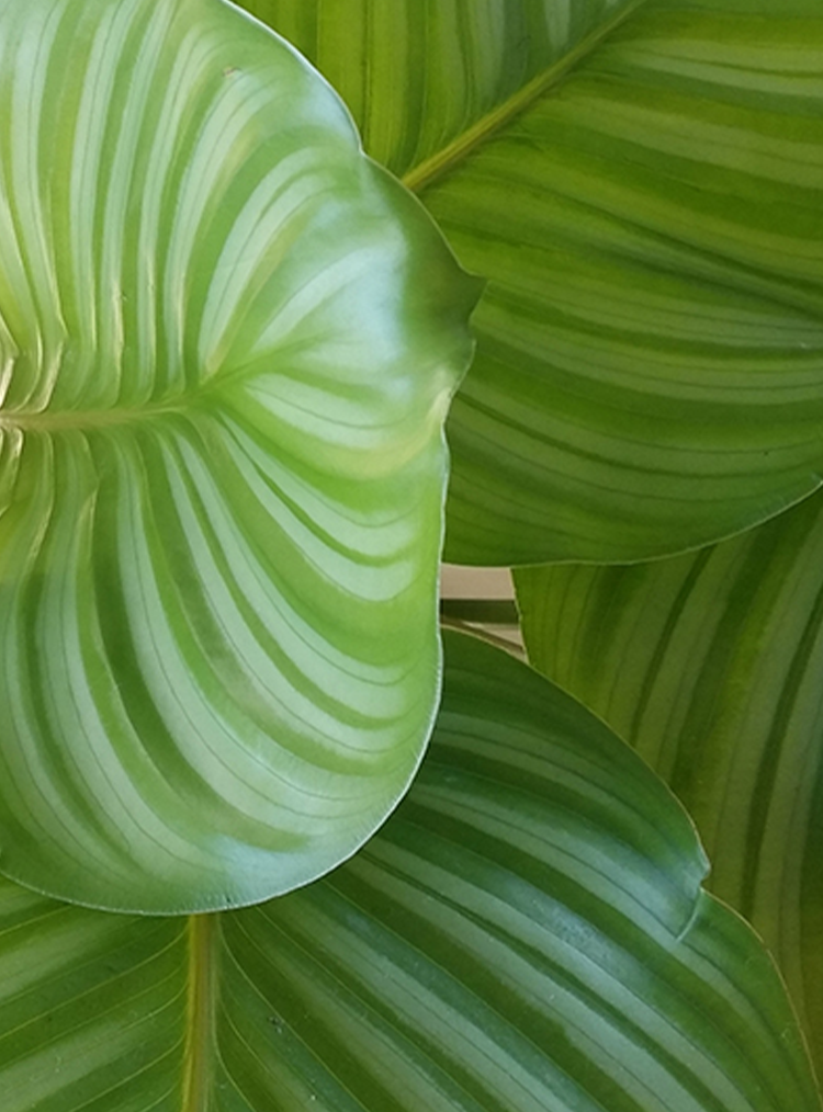 large green plant leaves