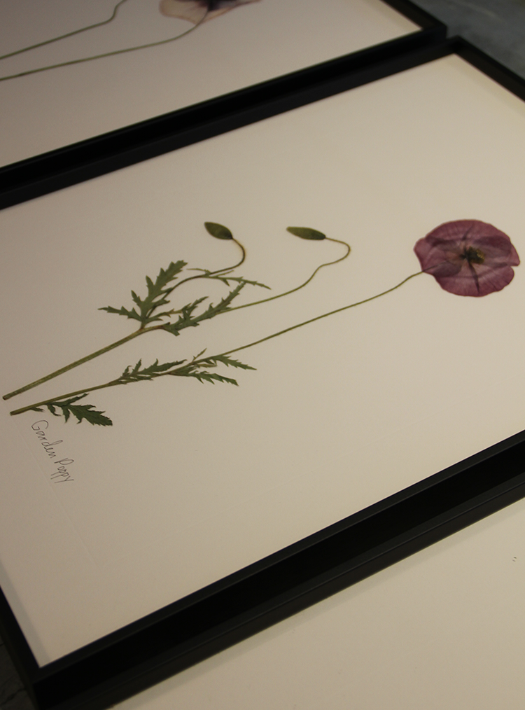 painting of a poppy in a black frame