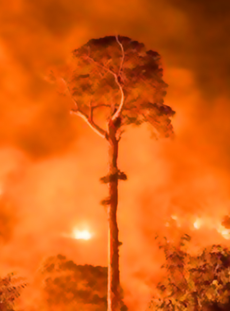single tree in a forest fire