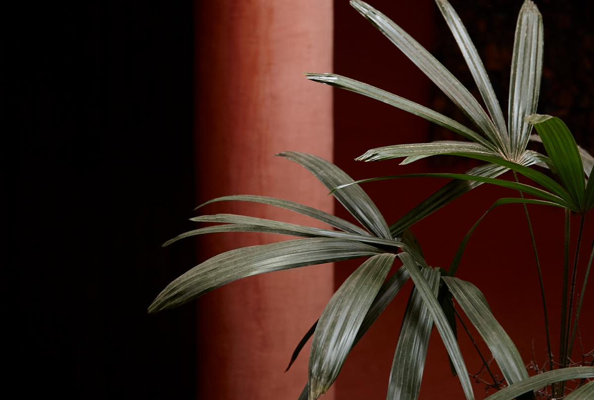 plant in front of a red pillar