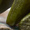 Close-up of a person holding a large cucumber over a wooden surface, with the Mini Triangles Wooden Necklace in the background.