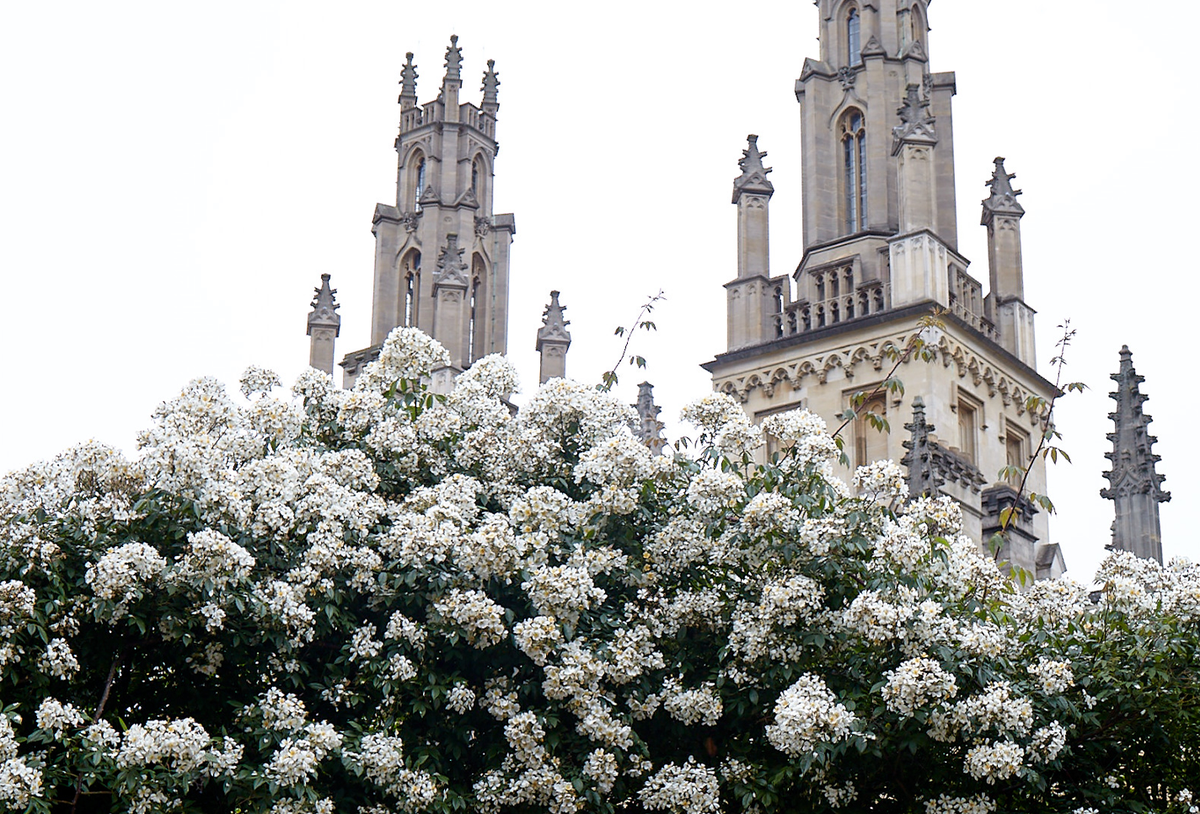 flowers on trees in front of cathedral towers