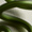 A close-up of the Sketch Earrings, made of green twisted metal with a shiny surface, reminiscent of contemporary design, gleams against a light background.