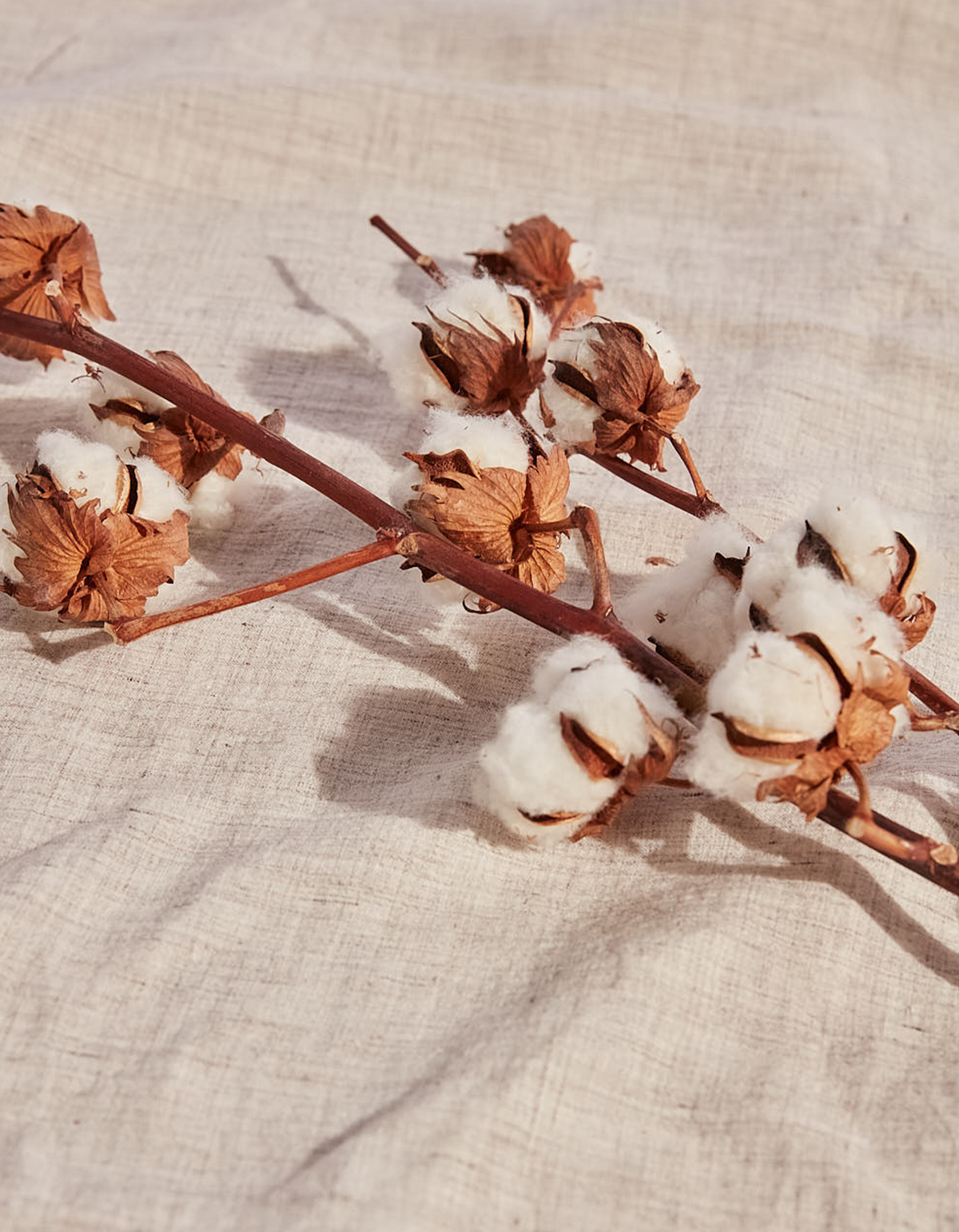 cotton plant on linen fabric